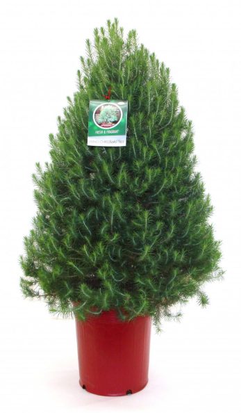 5G Aleppo Pine