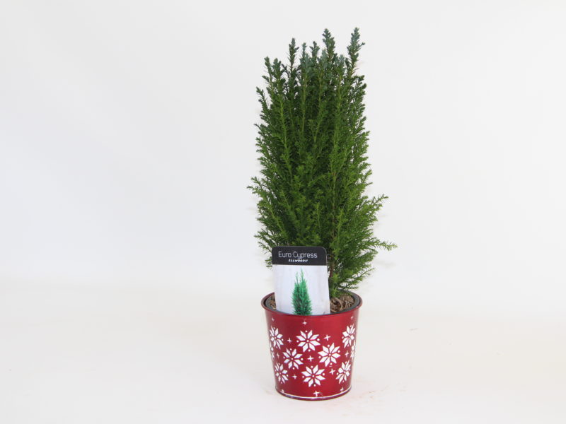 The Pinery European Cypress